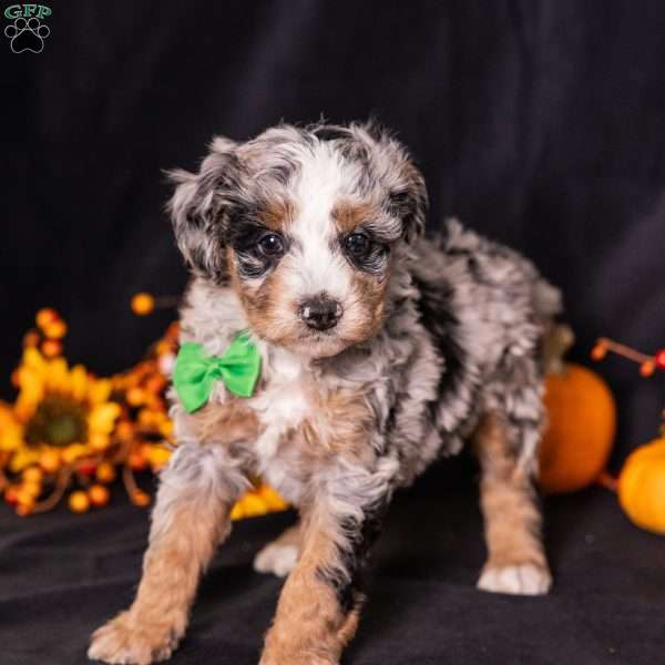 Ron, Mini Bernedoodle Puppy